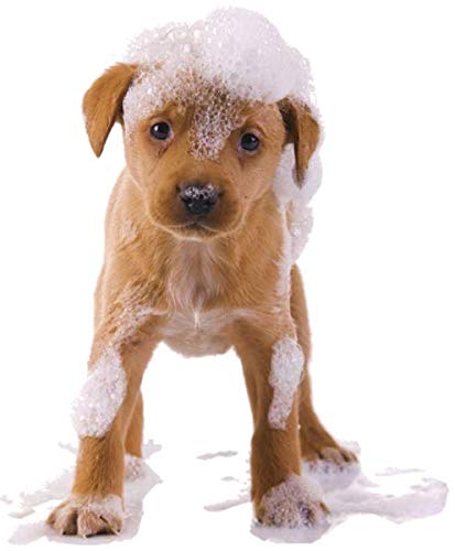 Organic Excellence Mild Dog Shampoo, Great for All Pets: Dogs, Puppies, Cats, Horses, Formulated for Sensitive Skin, Made with Aloe and Nourishing Botanicals - 16oz Organic Excellence uk supplements