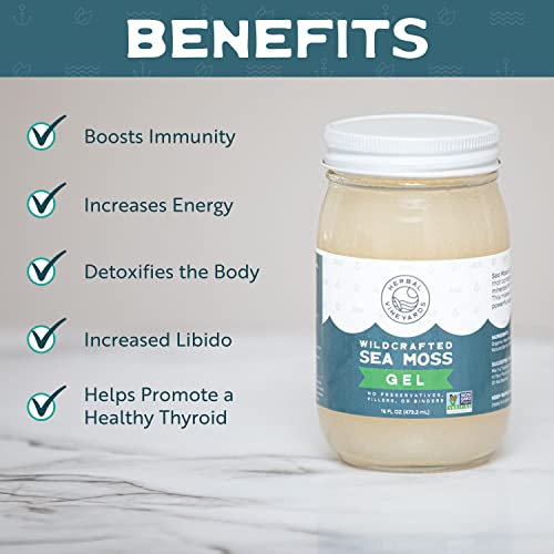 Herbal Vineyards Natural Organic Wildcrafted Gold Raw Sea Moss Gel for Immune Support Herbal Vineyards uk supplements