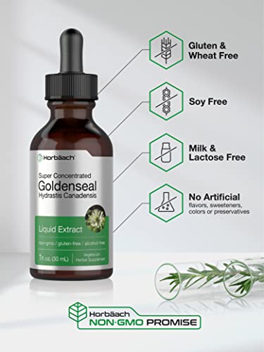 Goldenseal Root Extract Liquid | 1 fl oz Tincture | Super Concentrated | Alcohol Free Horbäach uk supplements