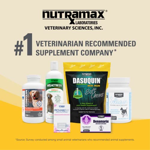 Nutramax Laboratories Dasuquin with MSM Joint Health Supplement for Large Dogs Nutramax Laboratories uk supplements