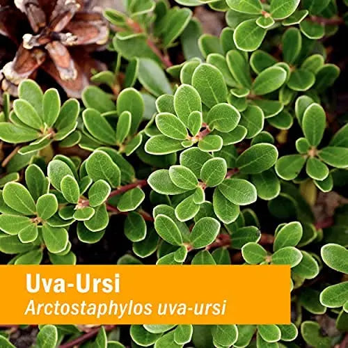 Herb Pharm Uva Ursi Liquid ExtraCount for Urinary System Support, 1 Fl Oz Herb Pharm uk supplements