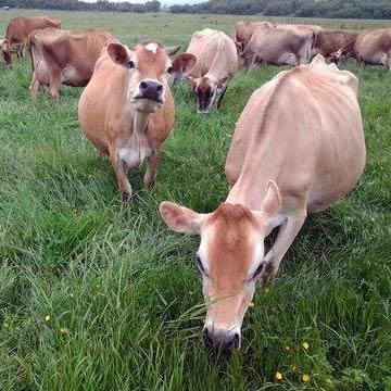 100% Raw Grass Fed Whey - Happy Healthy Cows, COLD PROCESSED Undenatured Raw Organic Whey uk supplements