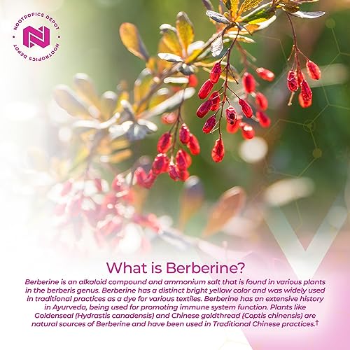 Nootropics Depot Berberine HCL + Silymarin Capsules | 500mg + 90mg | 180 Count Nootropics Depot uk supplements