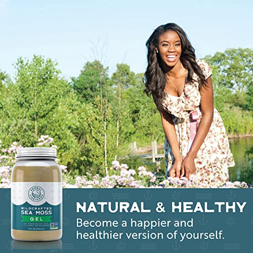 Herbal Vineyards Natural Organic Wildcrafted Gold Raw Sea Moss Gel for Immune Support Herbal Vineyards uk supplements