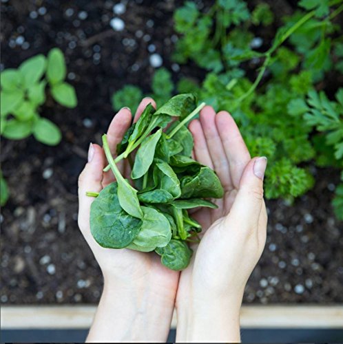 Amazing Grass Greens Blend Superfood: Super Greens Powder Smoothie Amazing Grass uk supplements