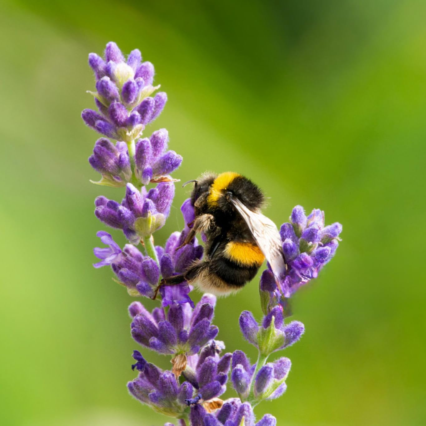Lavender Aerated Lip Balm tin - Single Waxelene uk supplements