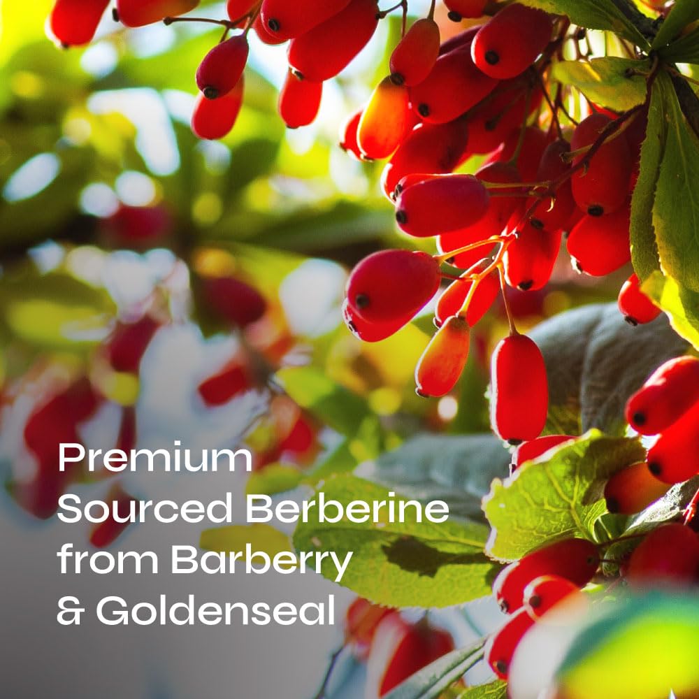 Neurogan Berberine Supplement Capsules, Weight Management Support - 45,000MG Natural Neurogan uk supplements