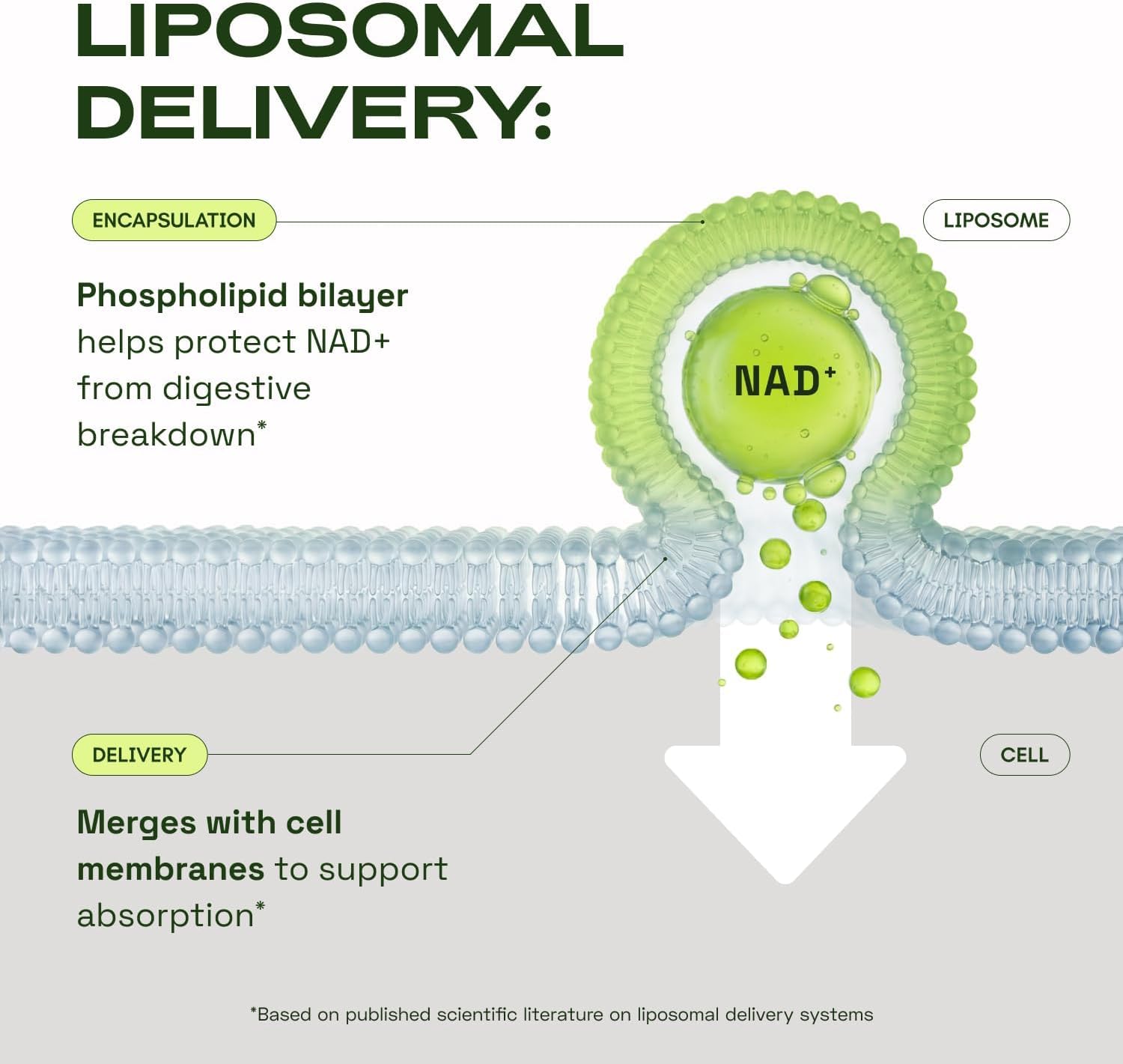 Cata-Kor NMN Supplement Alternative – Liposomal NAD+ Supplement – Third-Party Tested – NAD CORE – 30-Day Supply – 60 Capsules Cata-Kor uk supplements