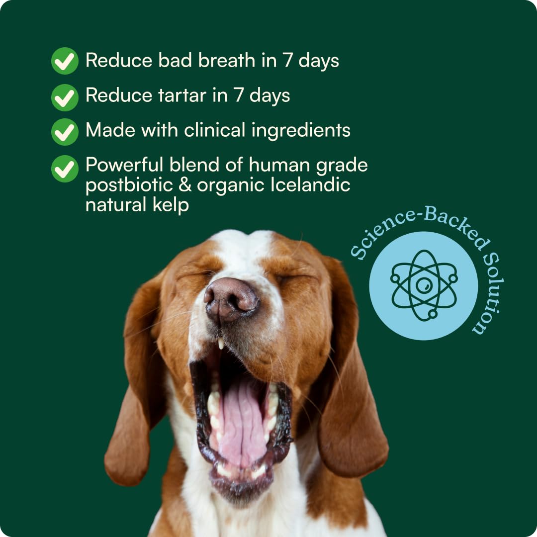 Reggie Dental Powder for Dogs | Reduce Bad Breath in 7 Days, Plaque & Tartar Control | Natural Dog Dental Supplement | Postbiotic Formula with Organic Kelp | Vet-Approved & Made in USA | 60 Servings Reggie uk supplements