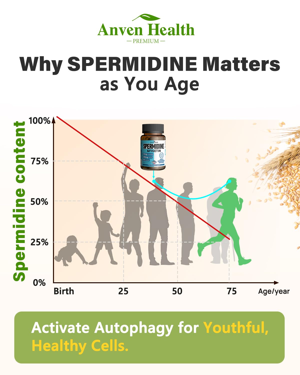 Spermidine & Fisetin Supplement - 20mg of 99% Spermidine Per Serving, 3HCL & 300mg Fisetin for Women Men Cell Renewal, Aging Defense & Longevity, Gluten Free, Non-GMO, Made in USA | 30 Veggie Caps Anven Health uk supplements