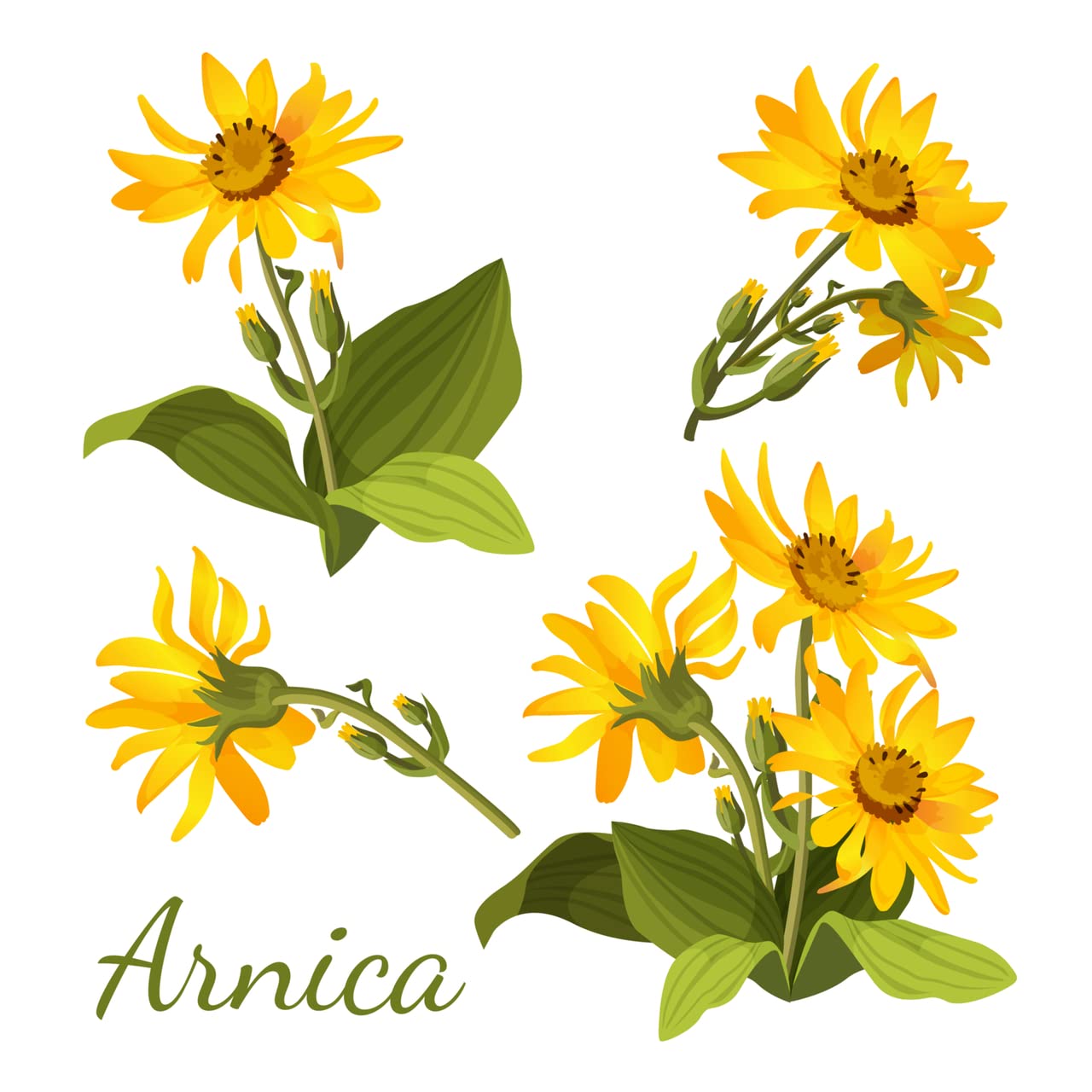 All-Natural Arnica Muscle Balm - Plant-Based Topical swelling and bruising Relief | Essential Oils & Menthol soothes and cools sore muscles, Hypoallergenic & Paraben-Free, Made in USA NATURE'S APOTHECARY uk supplements