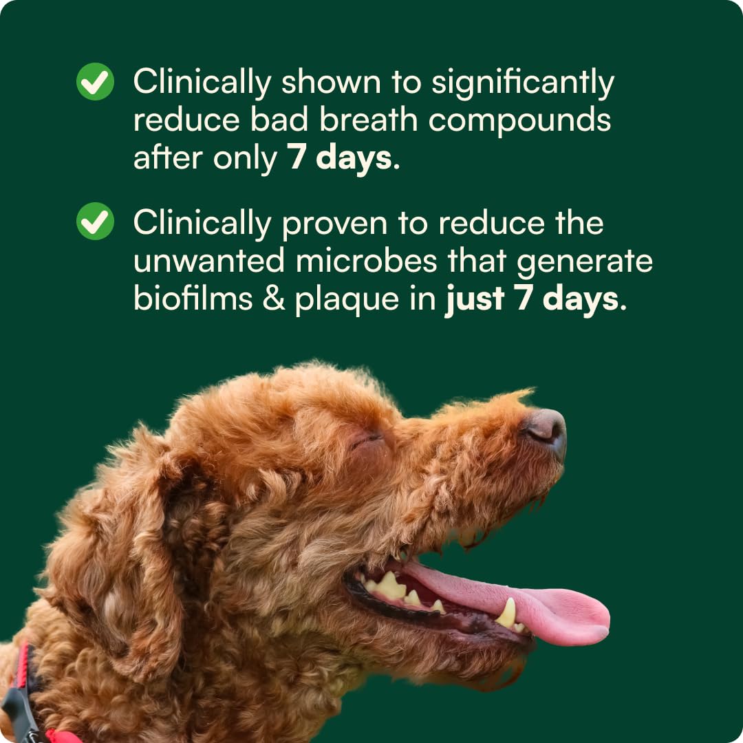 Reggie Dental Powder for Dogs | Reduce Bad Breath in 7 Days, Plaque & Tartar Control | Natural Dog Dental Supplement | Postbiotic Formula with Organic Kelp | Vet-Approved & Made in USA | 60 Servings Reggie uk supplements
