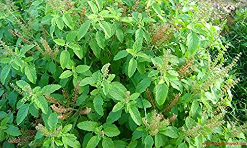 Tulsi - Holy Basil Supplement - Highest Potency, Maximum bio-availabilty, Made with Organic Herbs (Vegetarian Capsules, 120 Count) Harmony Nutraceuticals uk supplements
