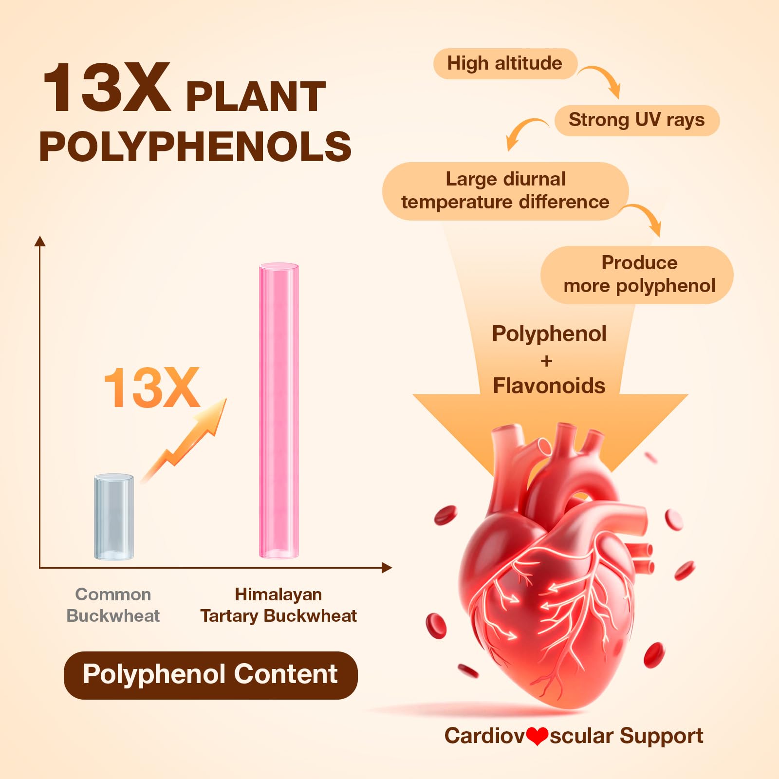 Nokuba Polyphenols Supplement for Immune Support | Himalayan Tartary Buckwheat Sourced | Polyphenol Superfood with Quercetin, Curcumin | Immune Booster, Antioxidant, Anti-inflammatory - 120 Capsules Nokuba uk supplements