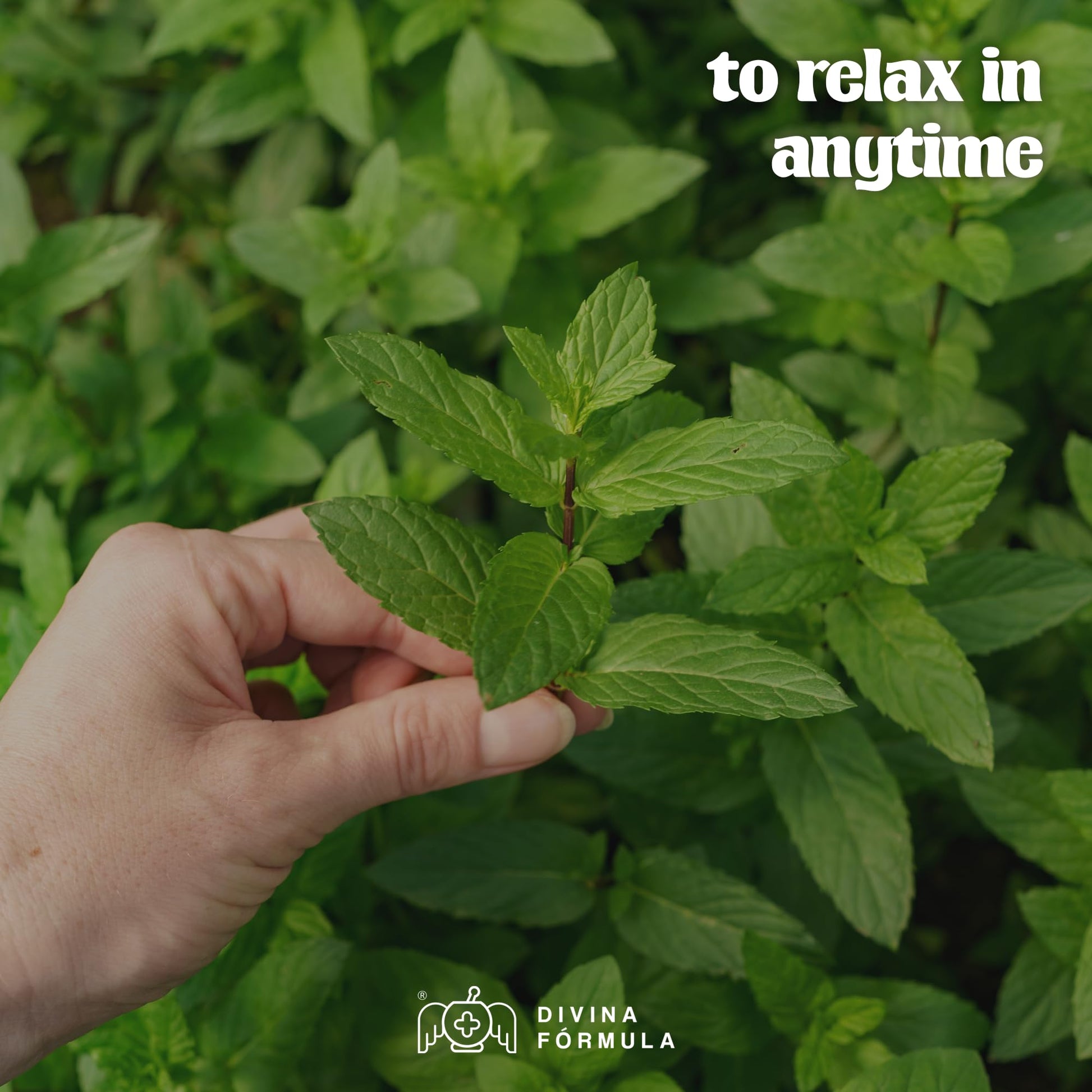 Divina Fórmula - 100% Pure Peppermint Essential Oil - Aromatherapy Oils, Essential Oils - Oil for Massage Divina FÓrmula uk supplements