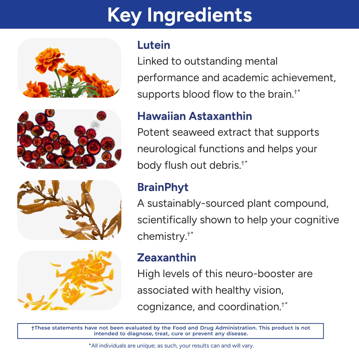 Gundry MD Power Phenols Brain Health Supplement for Cognition, Focus, Motivation, Productivity, and Energy - (30 Servings) Gundry MD uk supplements