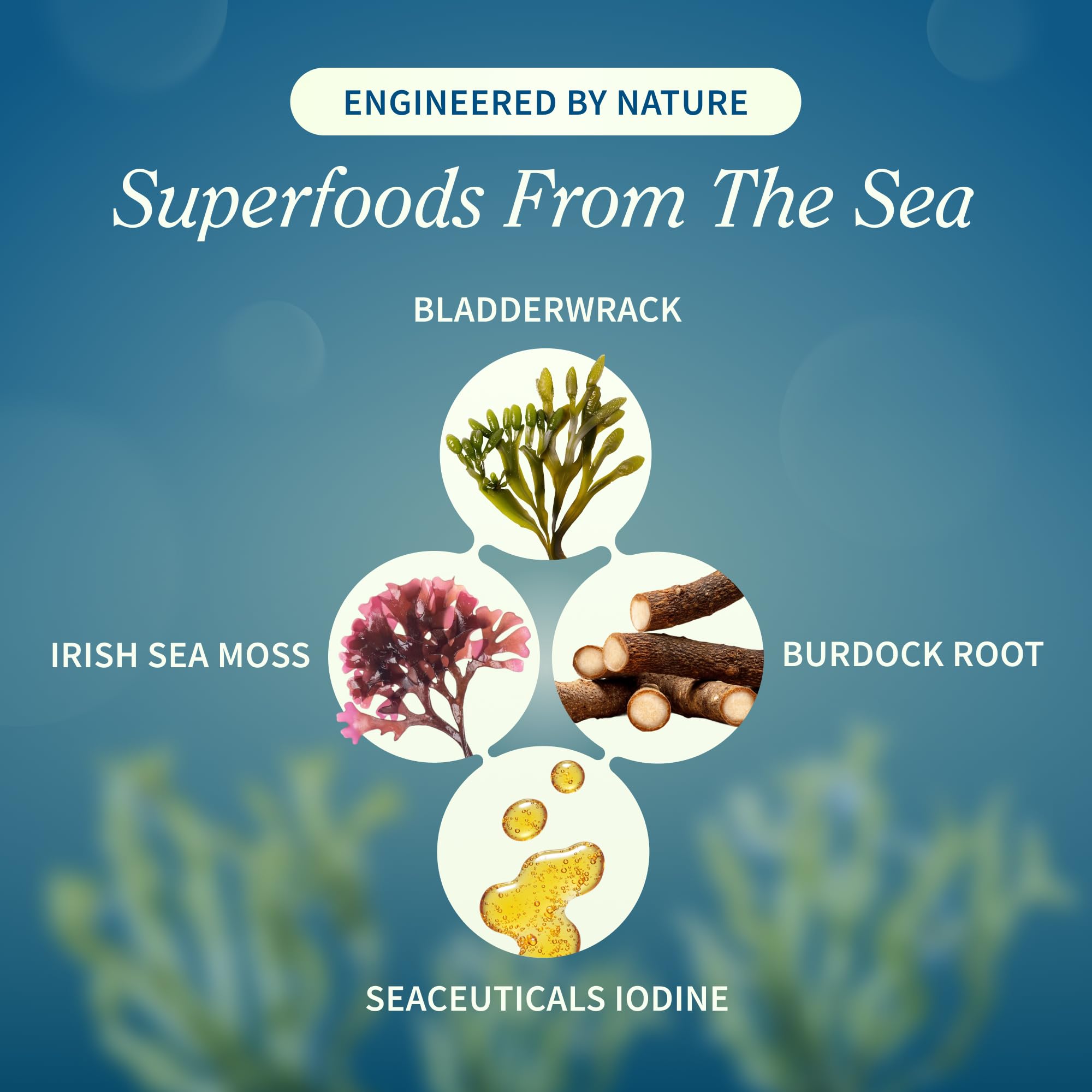 Snap Supplements Irish Sea Moss with Bladderwrack, Burdock Root & Iodine – Natural Sea Moss Supplement to Support Gut Health, Energy & Healthy-Looking Skin, 60 Vegan Capsules (1 Month Supply) Snap Supplements uk supplements