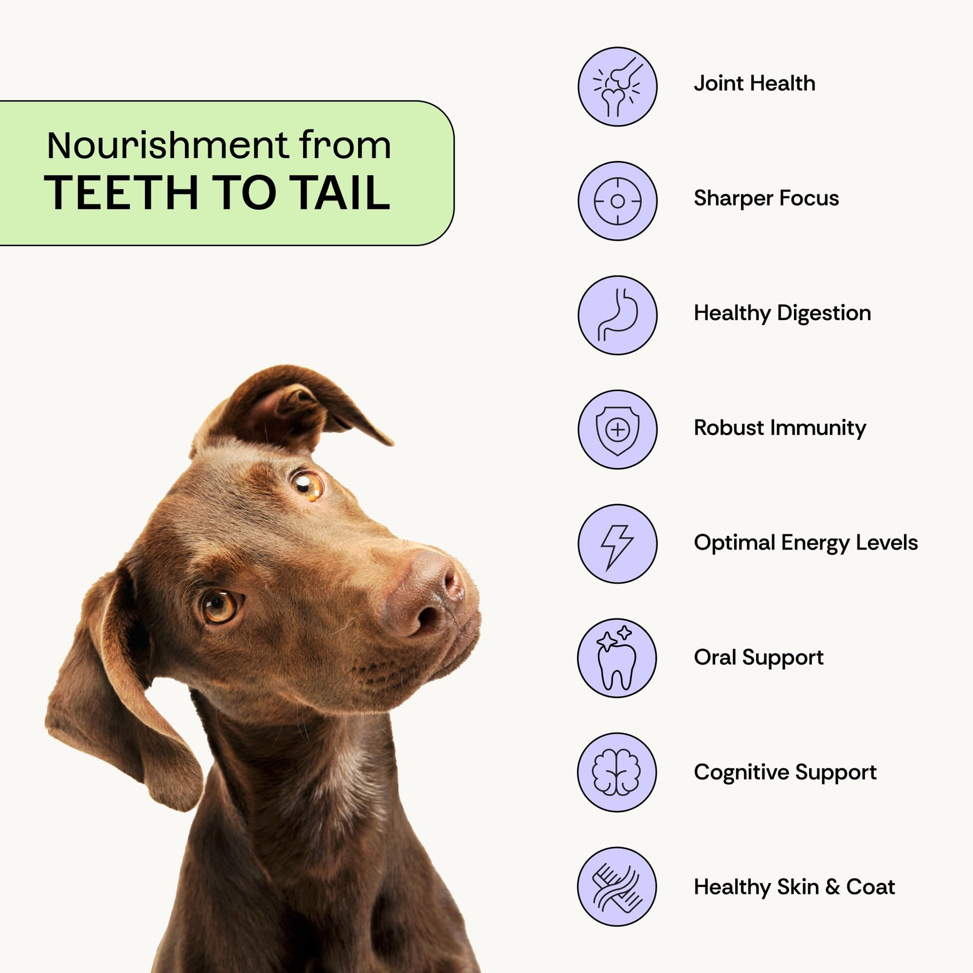 Daily Prebiotic + Postbiotic Dog Supplement Powder | 12-in-1 Support for Gut, Joints, Allergy, Immunity, Calming & Oral Health | Human-Grade Ingredients, No Artificial Flavors-No Fillers - 30 Sachets Plentum uk supplements