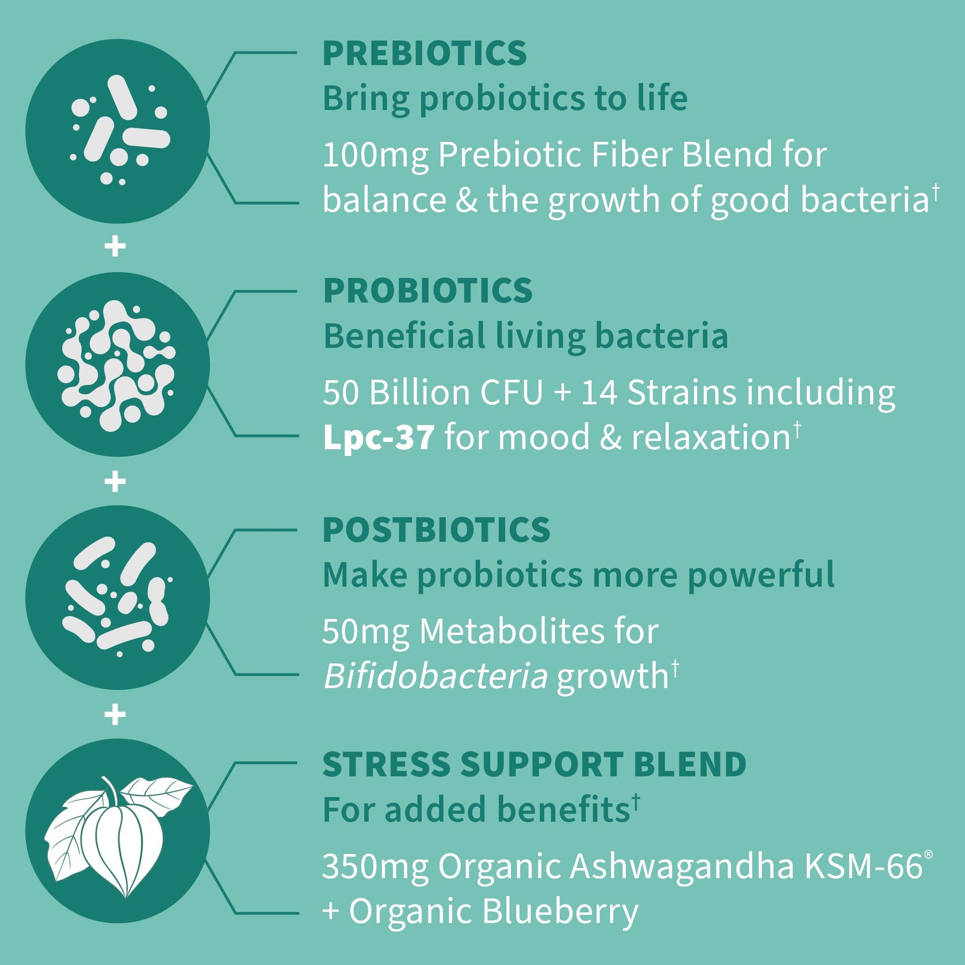 Garden of Life Dr. Formulated Pre, Post & Probiotics Calm 50 Billion CFU Daily 3-in-1 Complete Supplement with Ashwagandha – Mood Support, Digestive & Immune Support, 30 Vegetarian Capsules Garden of Life uk supplements