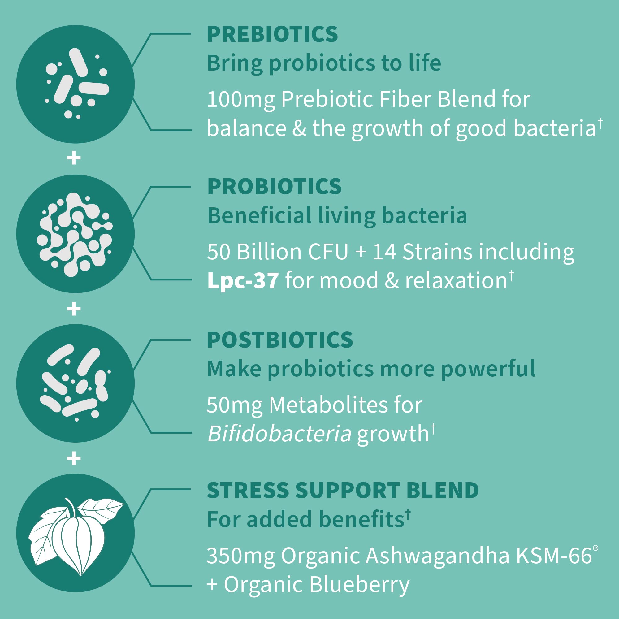 Garden of Life Dr. Formulated Pre, Post & Probiotics Calm 50 Billion CFU Daily 3-in-1 Complete Supplement with Ashwagandha – Mood Support, Digestive & Immune Support, 30 Vegetarian Capsules Garden of Life uk supplements