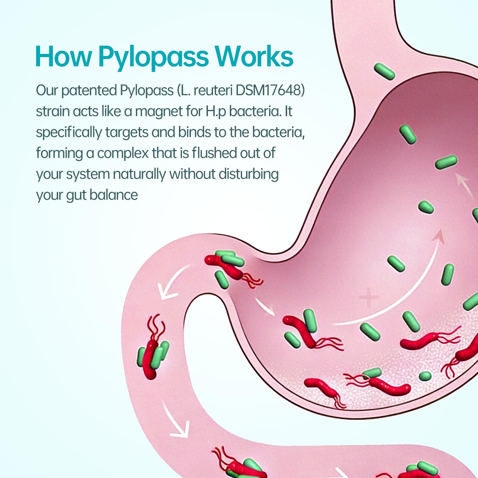 5-in-1 High Potency H. Pylori Probiotic, 1 Per Day - Supports Gastric Lining Integrity, Occasional Indigestion, Acid Comfort - Pylopass Lactobacillus Reuteri, Gluten Free, Vegan, 30ct, Made in Germany purmeo uk supplements