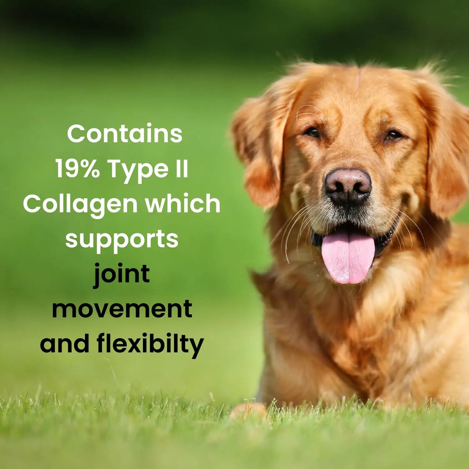 Hofseth BioCare Brilliant Bone & Joint Supplement for Dogs - High Strength Calcium & Collagen Powder for Joint & Hip Support, Essential Supplement for Dog’s of All Ages - 10.6 Oz Hofseth BioCare uk supplements