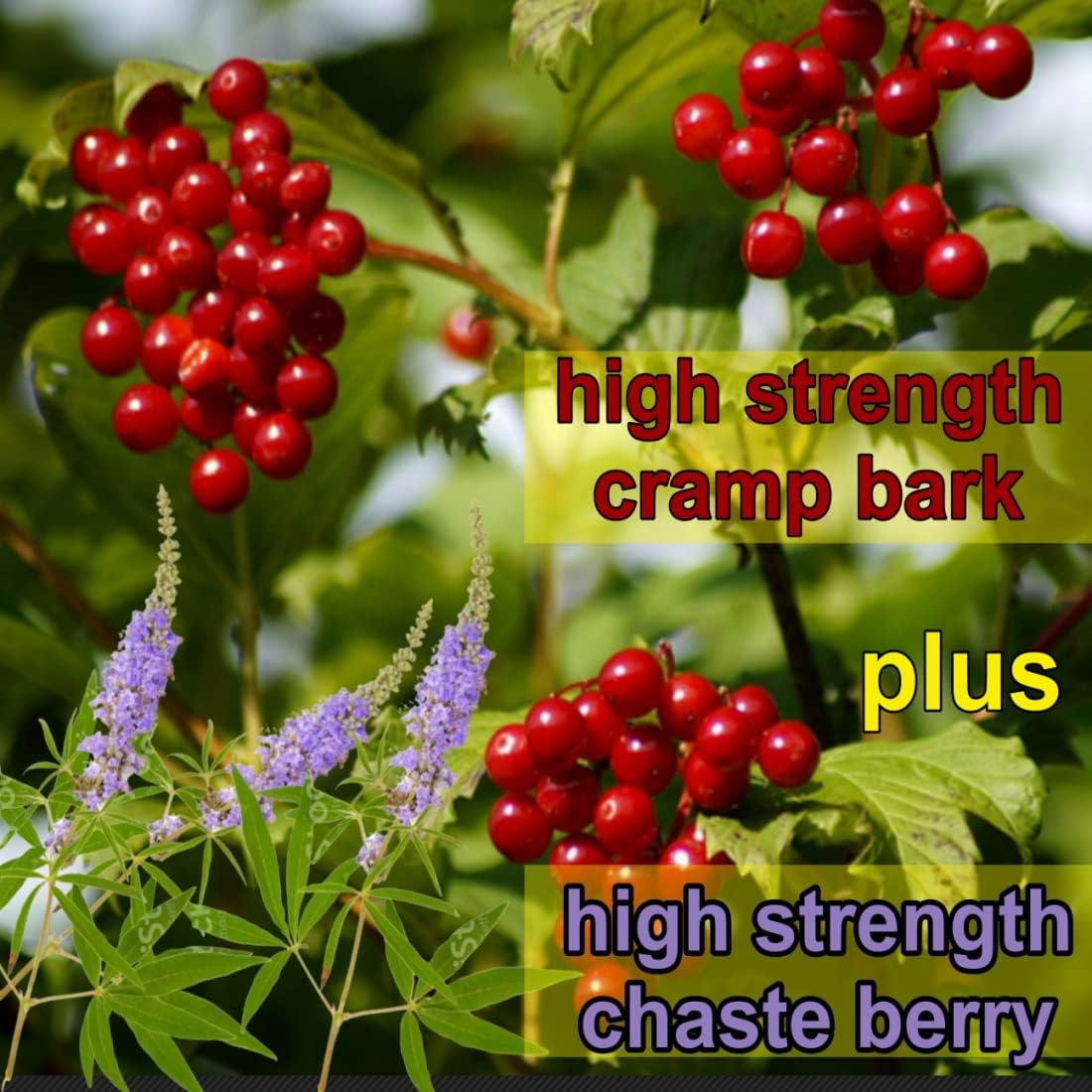 Menstrual Cramp Period Gummies True Roots | PMS Support Supplement for Women | Healthy Flow | Flo PMS Menstrual Cycle Relief, Cramping and Bloating | Vegan & Natural Flavors | 60 Count True Roots uk supplements