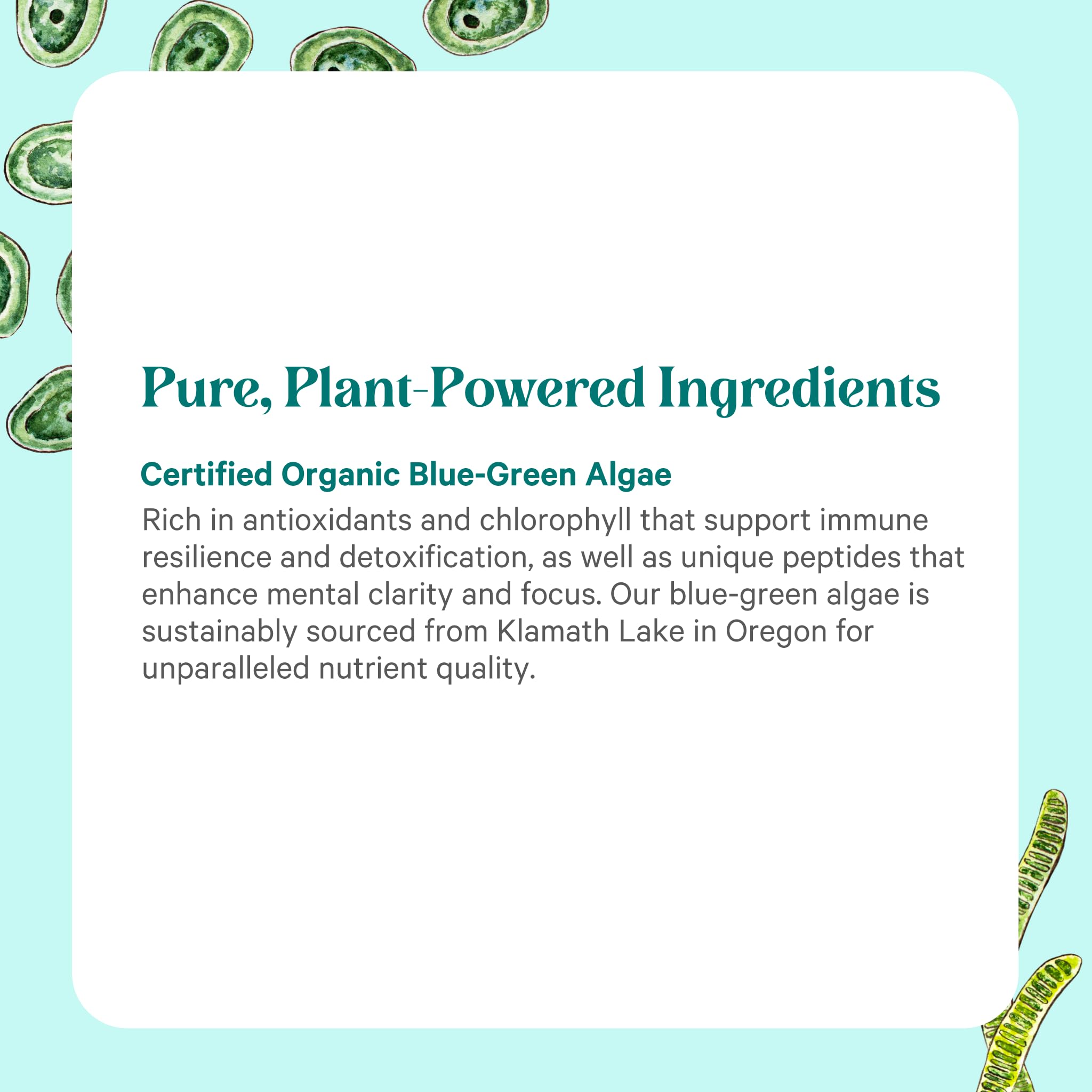 PURE SYNERGY Blue-Green Algae Powder | Superfood Powder with Chlorophyll | Organic AFA Blue Green Algae Supplement | Supports Energy, Mental Clarity, and Detoxification (3.2 oz.) PURE SYNERGY uk supplements