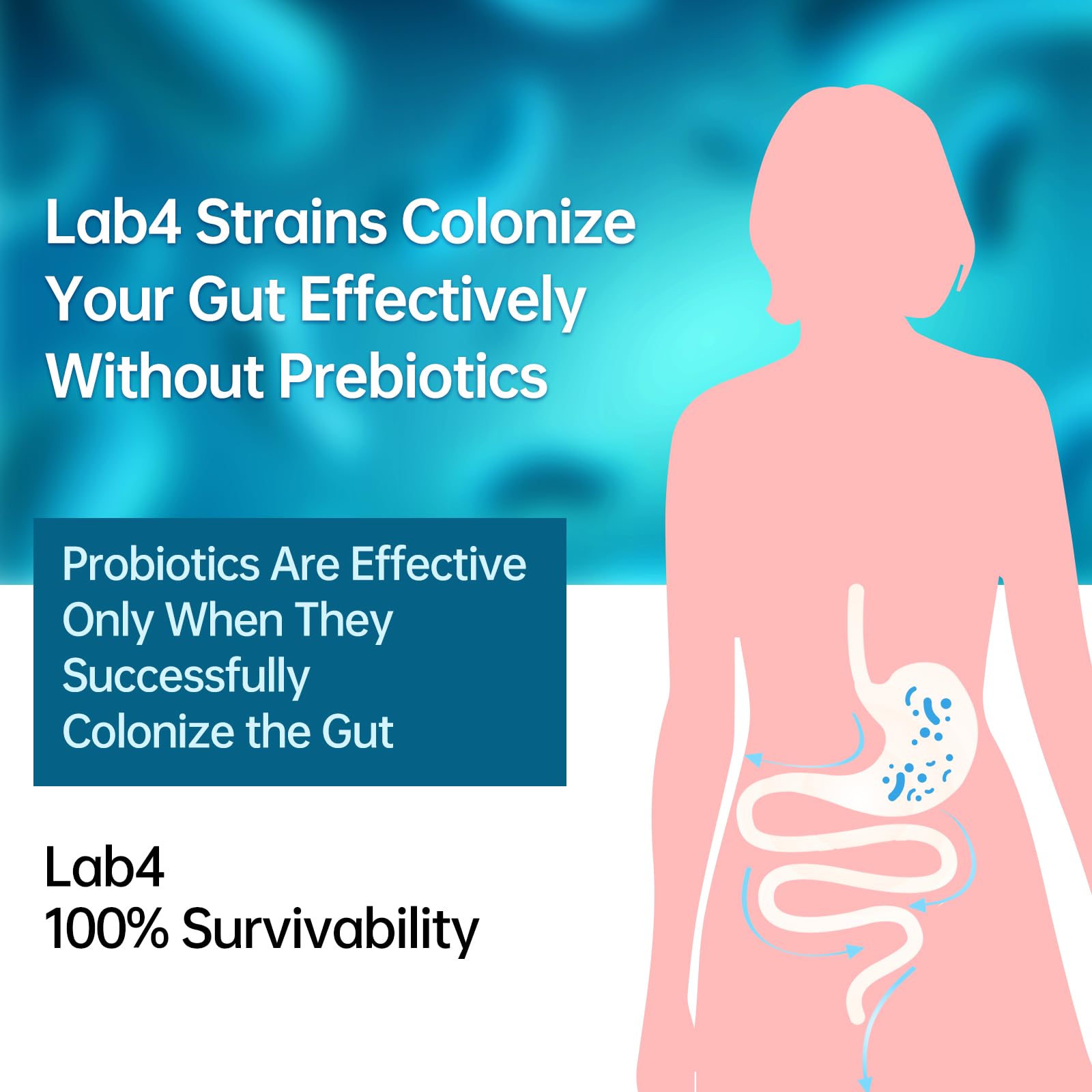 Digestive Probiotics 20X Lab4 Strains for Gut & Immune Health, Pro Formula for Men & Women, Probiotic Capsules Support Diarrhea, Bloating and Gas, Shelf Stable, Vegan, Gluten Free, 60 Days Supply purmeo uk supplements