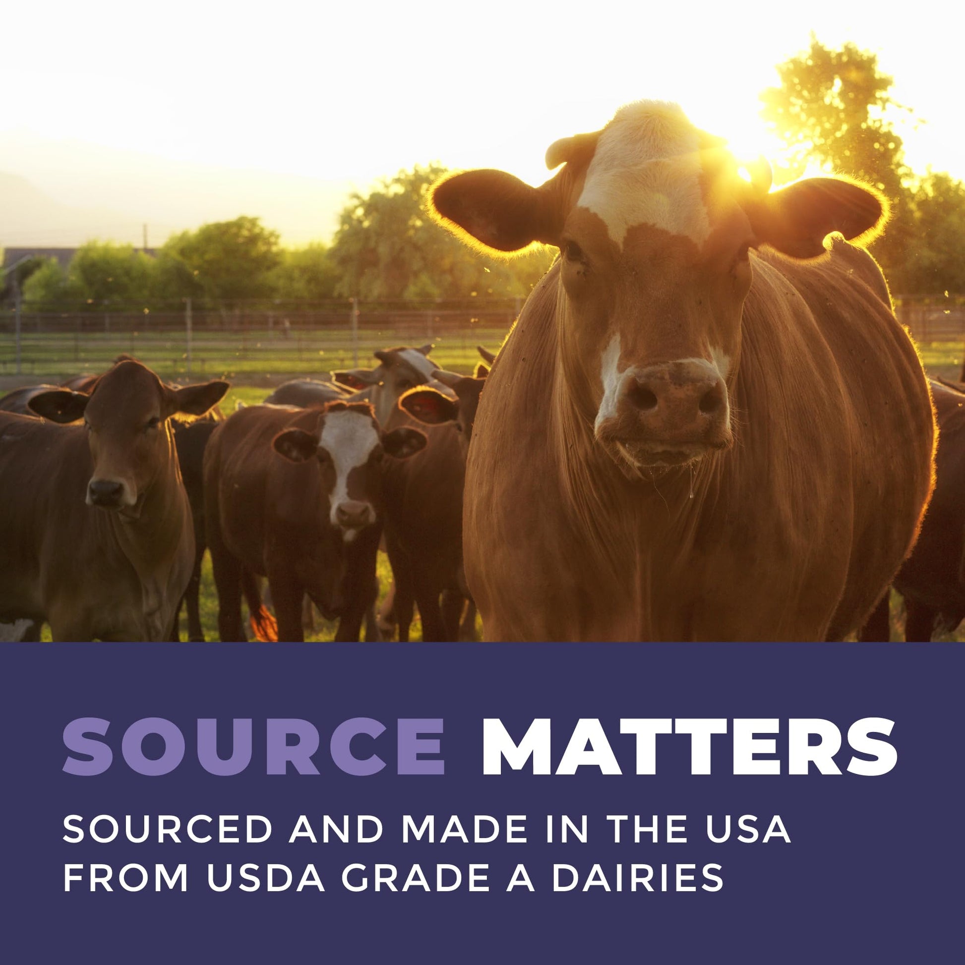 Colostrum Powder – USA Sourced Bovine Colostrum for Humans for Immune Support, Gut Health, Muscle Recovery - Single Ingredient, No Additives, Grass Fed, Non-GMO Colostrum Supplement for Women and Men Left Coast Performance uk supplements