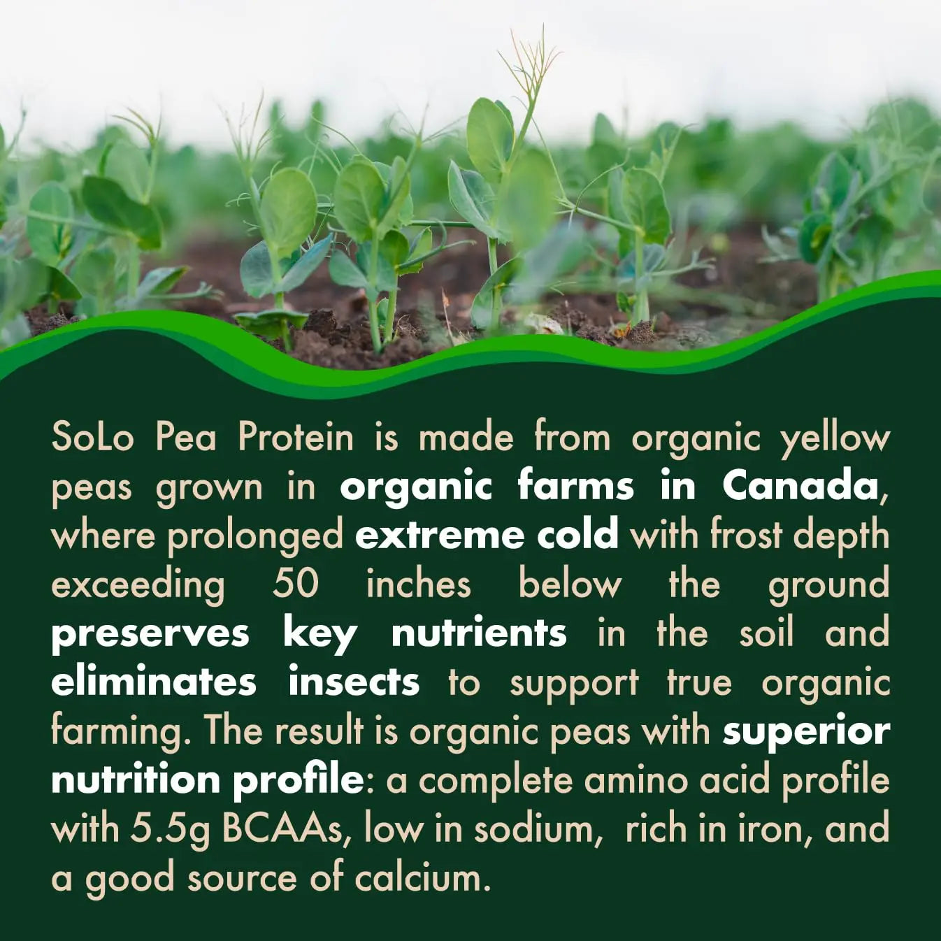 SOLO Organic Pea Protein Isolate, Low in Sodium, Canada Grown Peas, 100% Vegan, Non-GMO, Unflavored Plant Based Protein Powder with BCAA, Keto & Paleo Friendly, FOLONA uk supplements