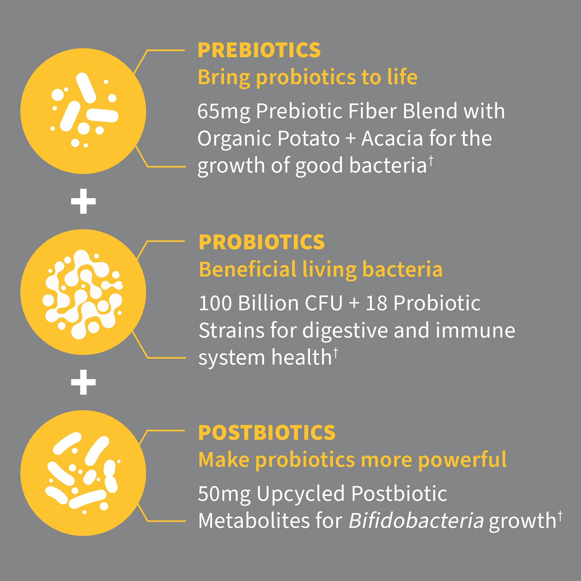 Garden of Life Dr Formulated Probiotics 100 Billion CFU Pre + Pro + Postbiotics - Extra Strength Digestive & Immune Support for Men and Women, Potato, Acacia, Postbiotic Metabolites, 30 Capsules Garden of Life uk supplements