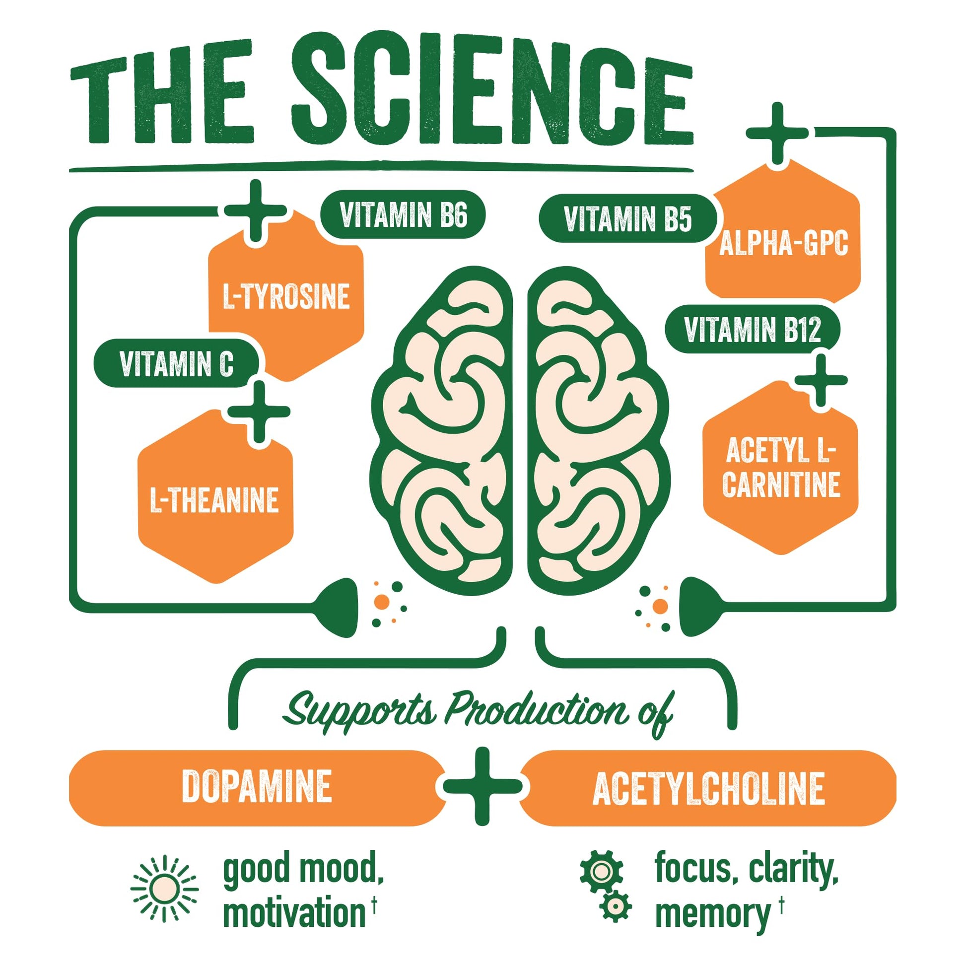 BrainJuice Nootropics Brain Support Supplement, Gluten Free Powder for Energy and Focus, Pre Workout w/Alpha GPC, Vitamin B & Organic Green Tea Extract Caffeine, Active Pomegranate Acai, 15 Servings BrainJuice uk supplements