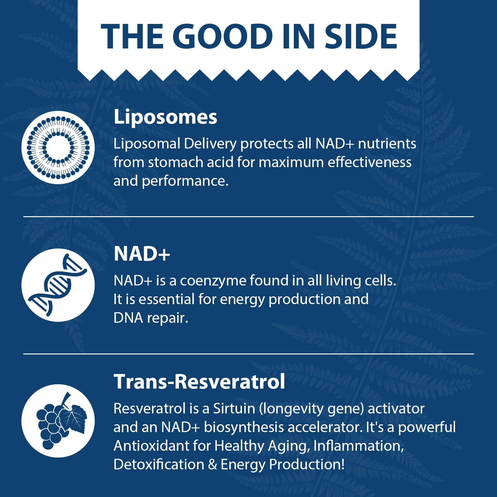 Lepoznan Liposomal NAD+ 500 mg + Trans-Resveratrol 300 mg, Superior Absorption True NAD Supplement Efficient for Cellular Energy Metabolism & DNA Repair, 60 Softgels Lepoznan uk supplements