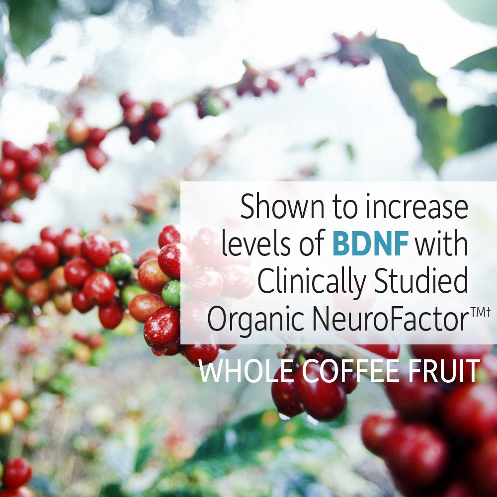 Garden of Life Dr. Formulated Organic Brain Health Memory & Focus for Adults 40+ 60 Tablets Garden of Life uk supplements