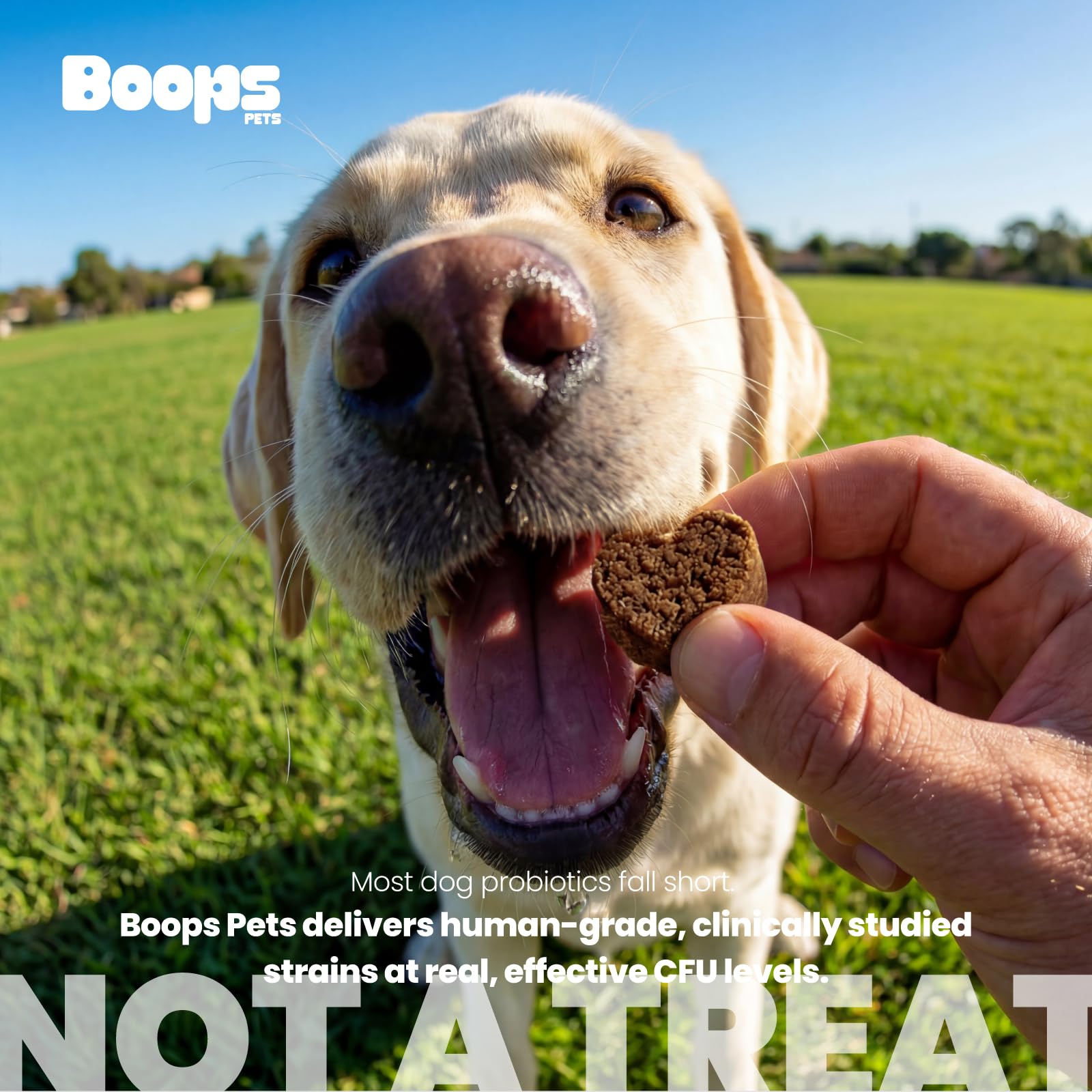 Boops Pets Probiotics for Dogs – 30 Billion CFU with Pre, Postbiotics & Digestive Enzymes – Supports Gut Health, Immunity, Loose Stools & Allergies – Filet Mignon Flavor – Vet Formulated – 60 Chews Boops Pets uk supplements