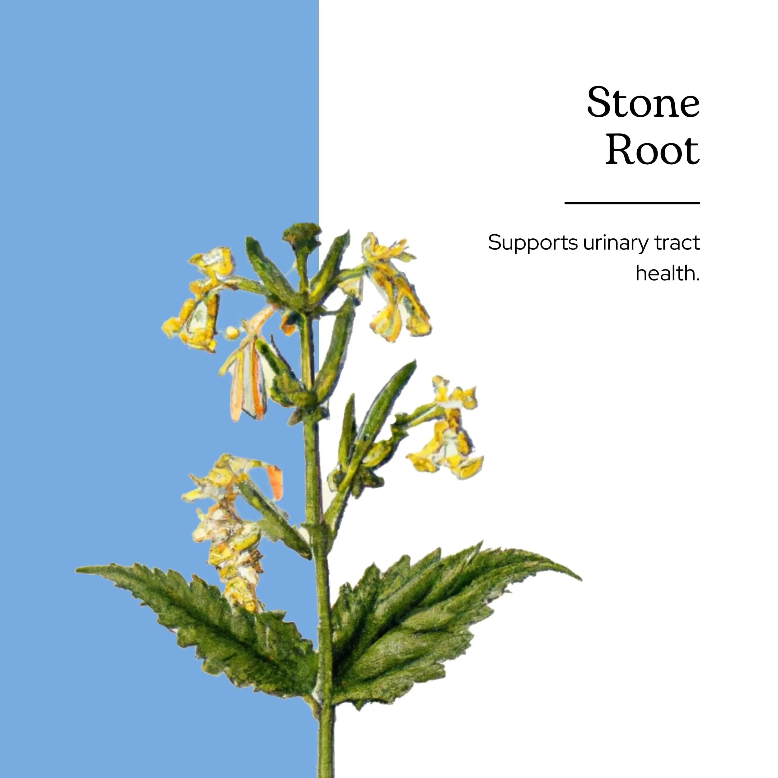Eclectic Institute Stone Root O 2 Ounce ECLECTIC INSTITUTE uk supplements