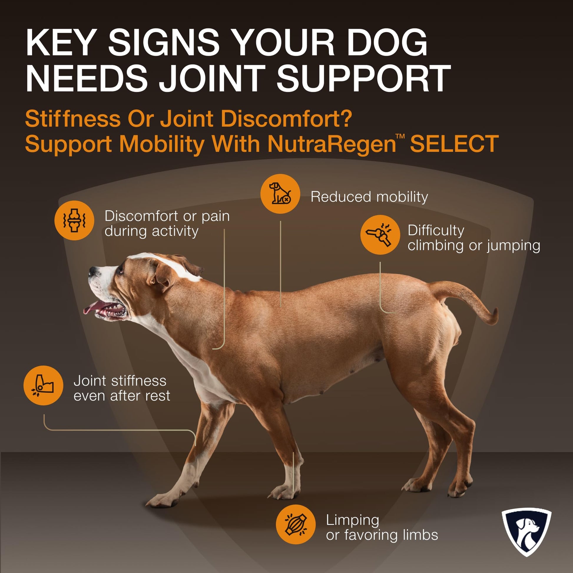 NutraRegen Select Senior Dog Joint Supplement 45 Scoops | Natural Glucosamine Chondroitin for Dogs with Collagen | Hip and Joint Powder | 7.7 Oz NutraRegen uk supplements