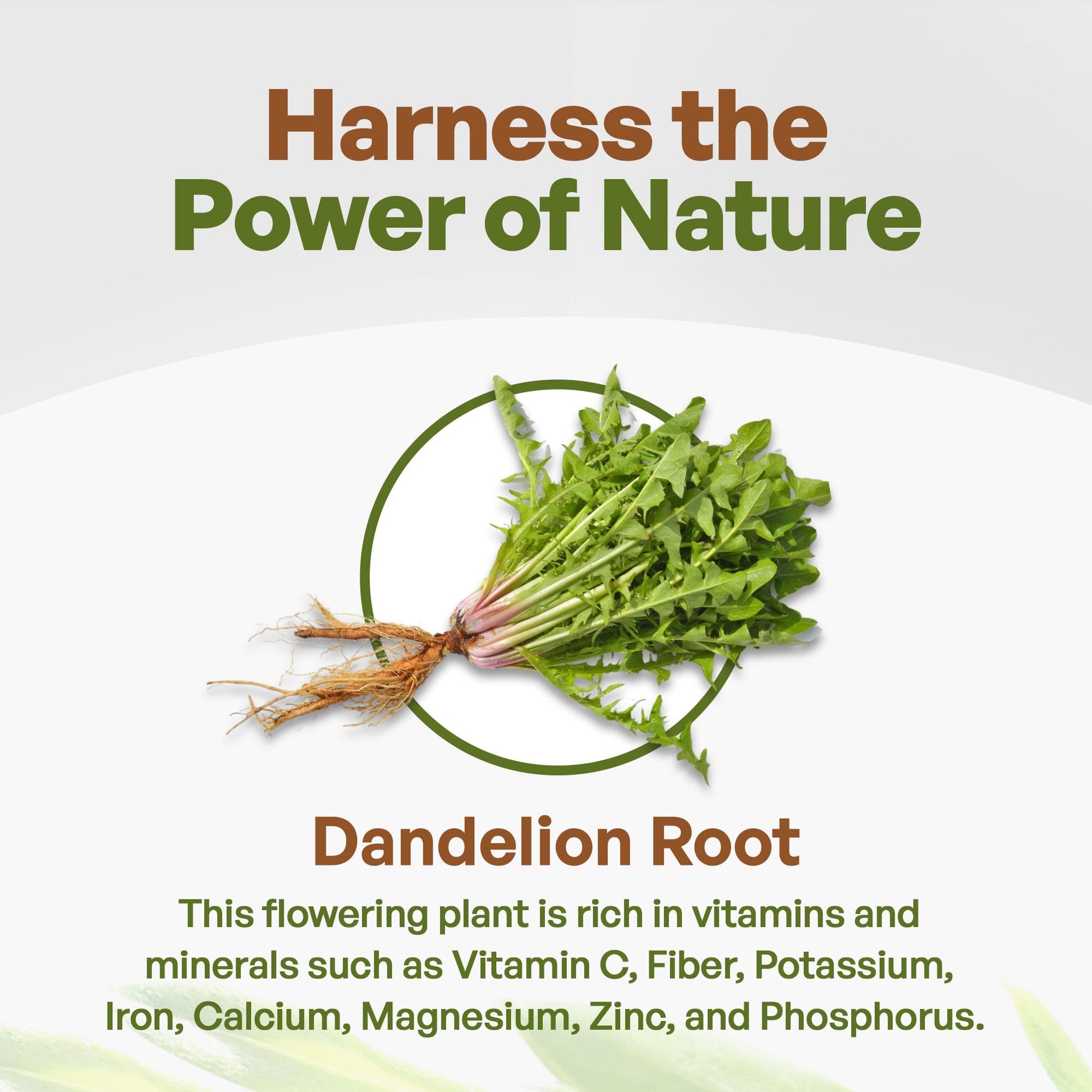 Go Nutra - Dandelion Root Powder, Potent 10:1 Dandelion Root Extract with 4% Flavonoids Go Nutra uk supplements