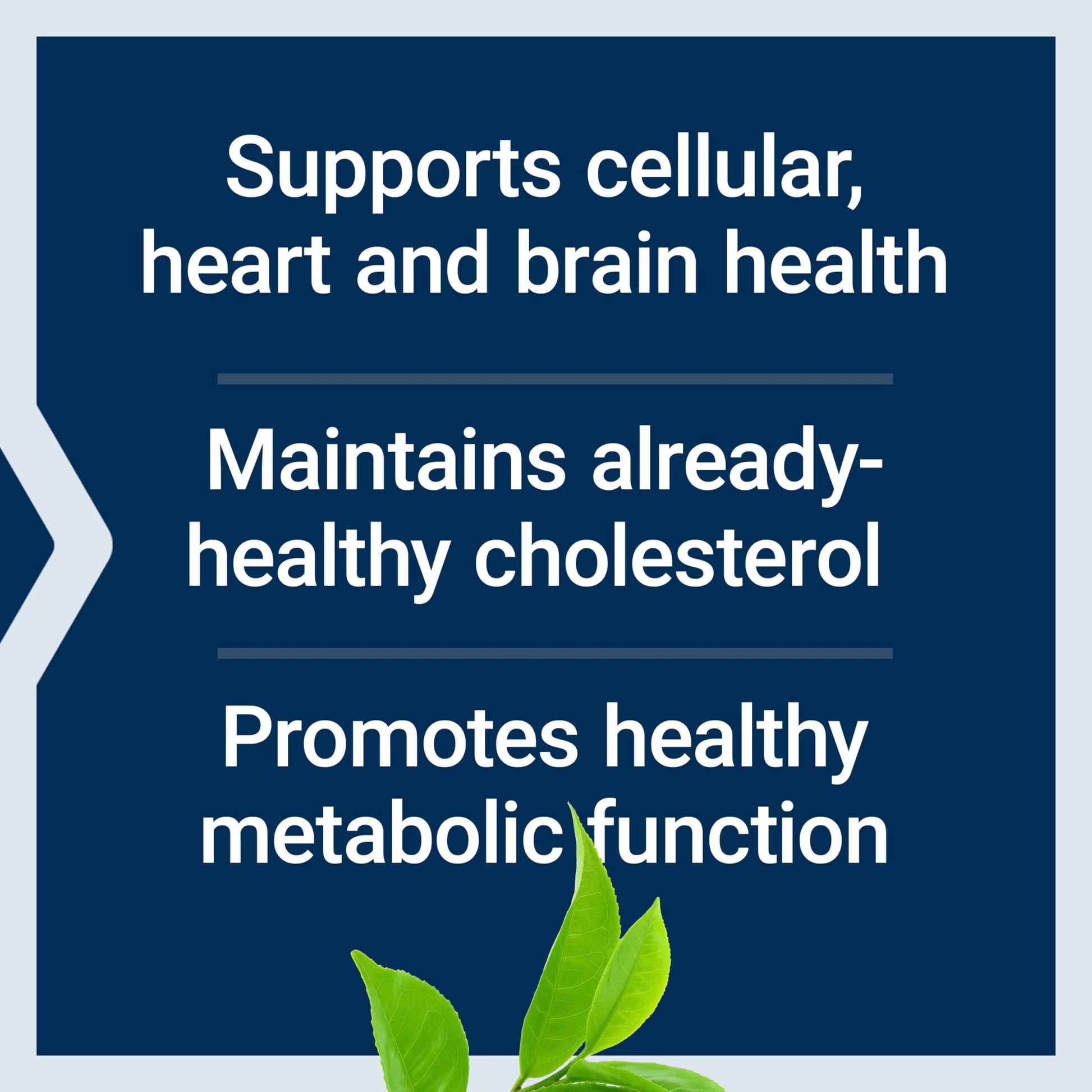 Life Extension Decaffeinated Mega Green Tea Extract – Polyphenol-Rich, Cell Health Life Extension uk supplements