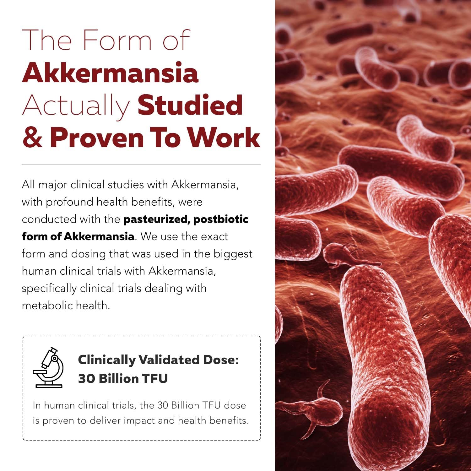 AK-Postbio: Akkermansia Probiotic 30 Billion TFU - Max Strength, Clinically Validated Dose & Patented Strain - Superior Pasteurized Form, Highest Absorption, Delivery - GLP-1 Probiotic - 30 Servings Triquetra Health uk supplements