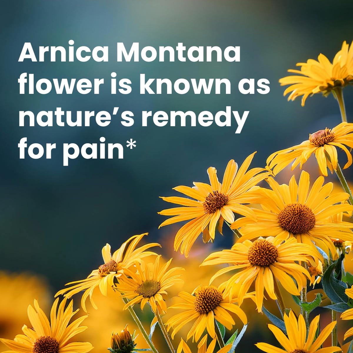 Sanar Naturals Arnica Roll On, 3 oz | Fast Acting Muscle Rub Relief & Joint Support | Soothing Topical Arnica Clear Gel for Post Workout and Daily Use | Non-Greasy, Travel Size Sanar Naturals uk supplements