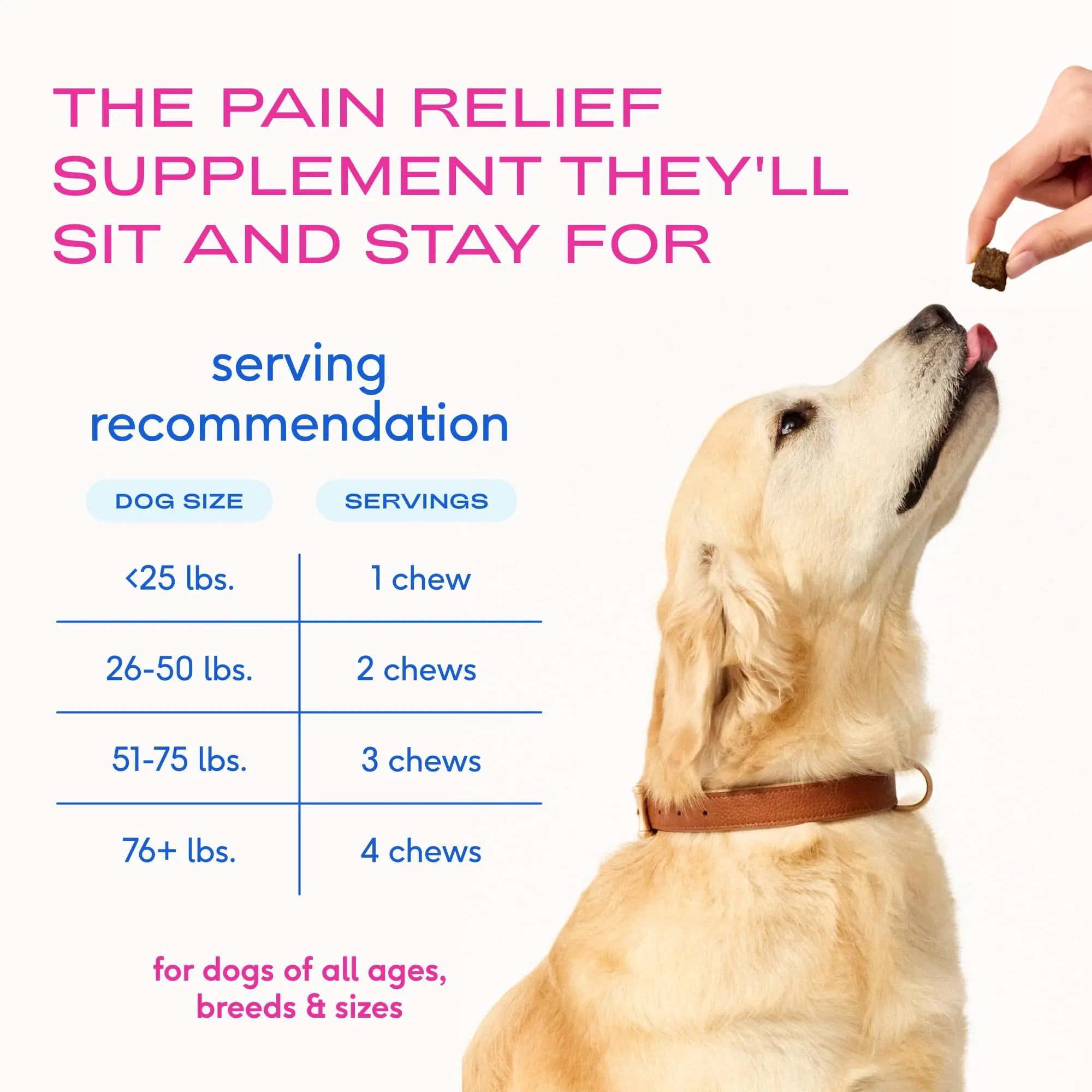 Native Pet Inflammatory Care - Pain Relief for Dogs - Green-Lipped Mussel, Turmeric & Collagen for Dogs - Hip and Joint Supplement Supports Healthy Inflammatory Response & Joint Comfort - 60 Chews Native Pet uk supplements