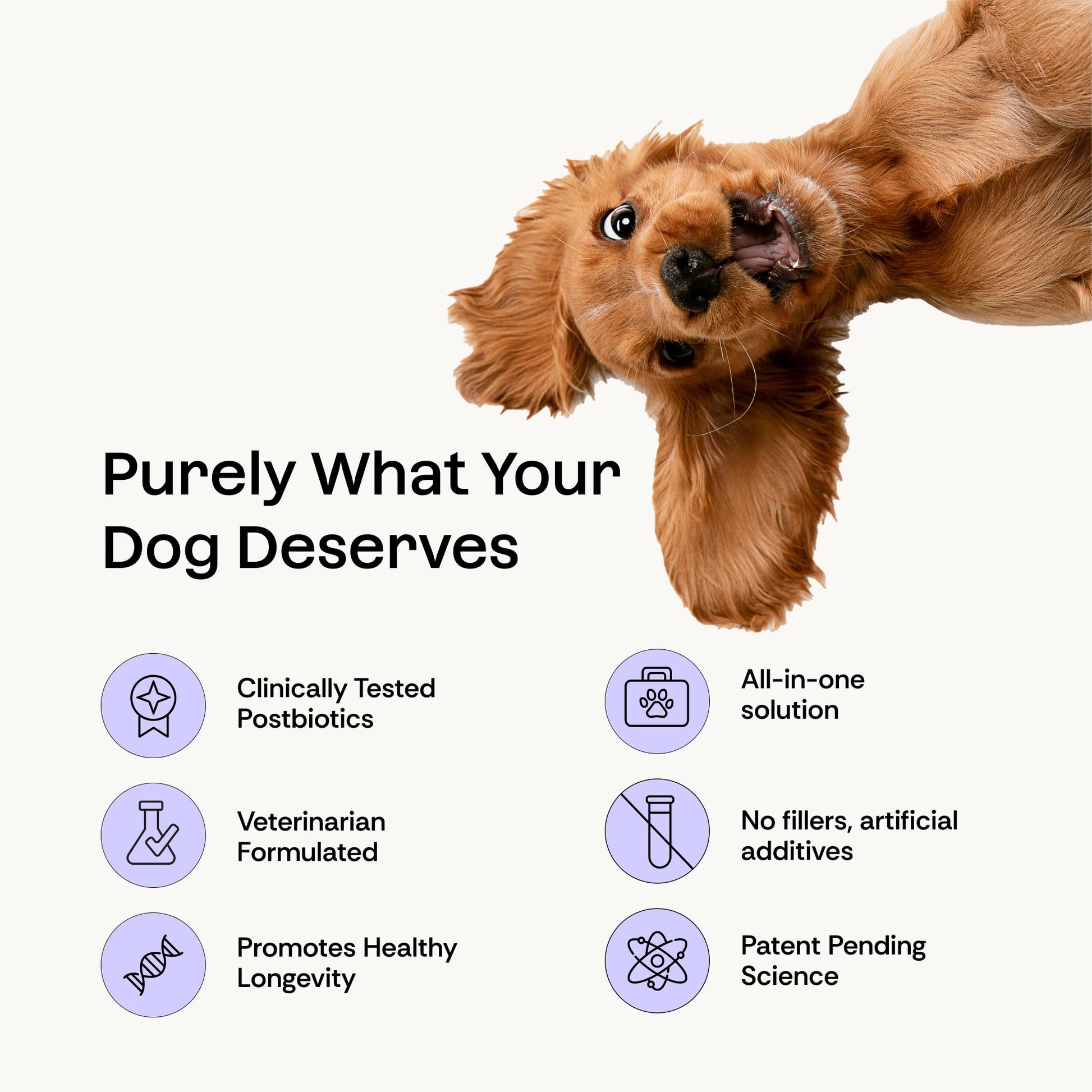 Daily Prebiotic + Postbiotic Dog Supplement Powder | 12-in-1 Support for Gut, Joints, Allergy, Immunity, Calming & Oral Health | Human-Grade Ingredients, No Artificial Flavors-No Fillers - 30 Sachets Plentum uk supplements