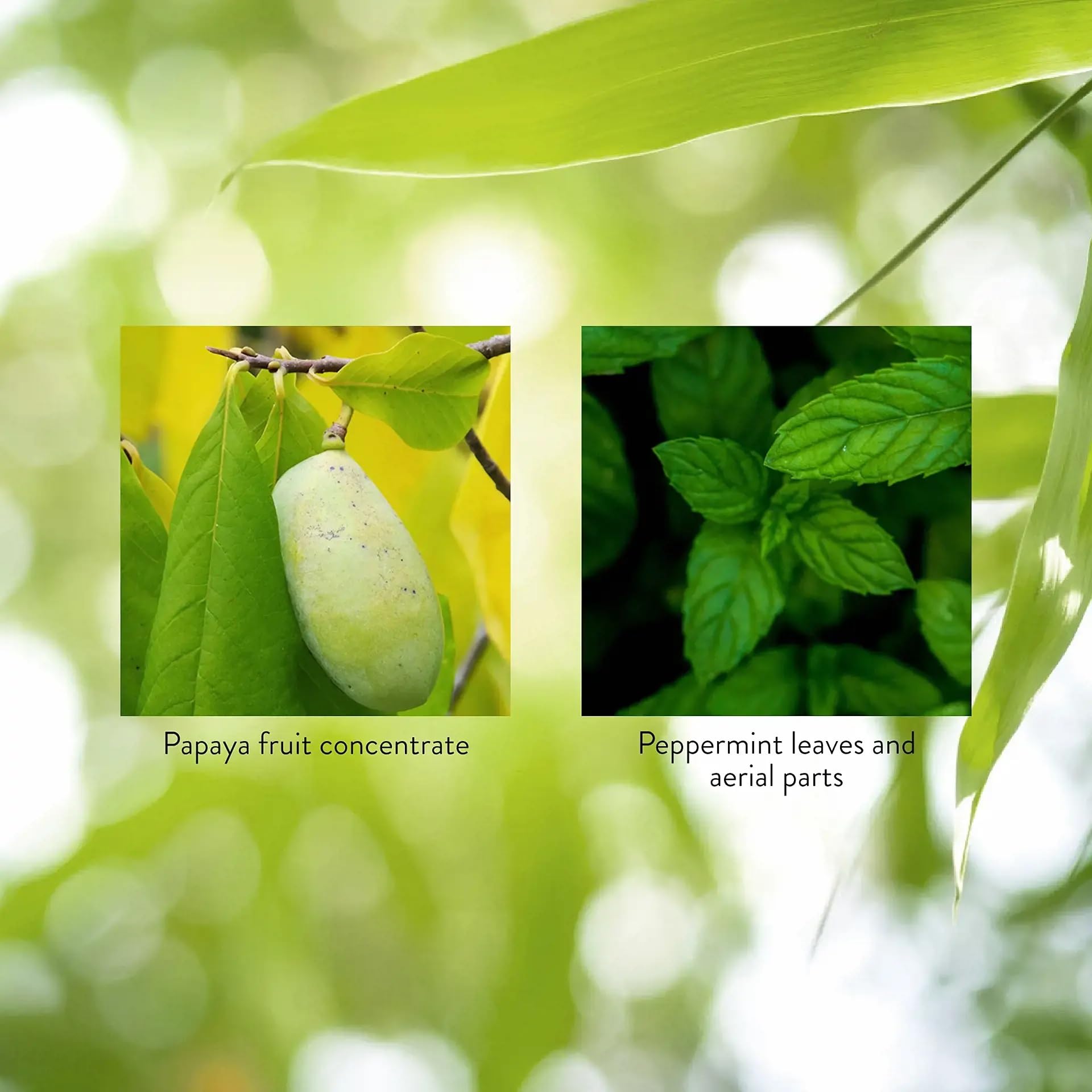 Papaya & Peppermint by Nature's Sunshine Nature's Sunshine uk supplements