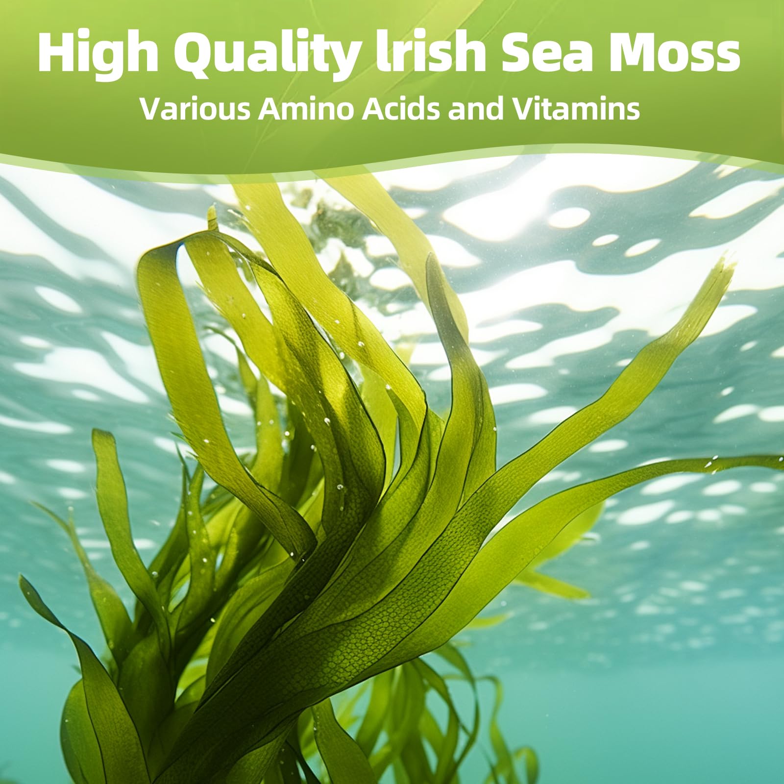 HEALOADING Sea Moss Capsules：Wildcrafted Organic Irish Seamoss & Bladderwack - Rich in Minerals, Supports Thyroid Health, Digestion, Skin & Immune System - Vegan, Non-GMO HEALOADING uk supplements