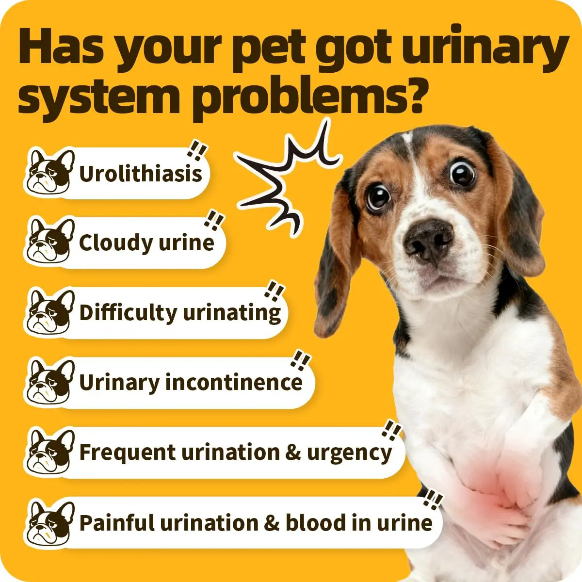 Cassiel Pet Bladder Supports Chews for Urinary Tract Health, Infection Treatments, Bladder Health, Dog UTI, Bladder Stones, Incontinence Support, Urinary Pain Relief for Cat & Dog 10 Chews (1 Bottle) Cassiel pet uk supplements