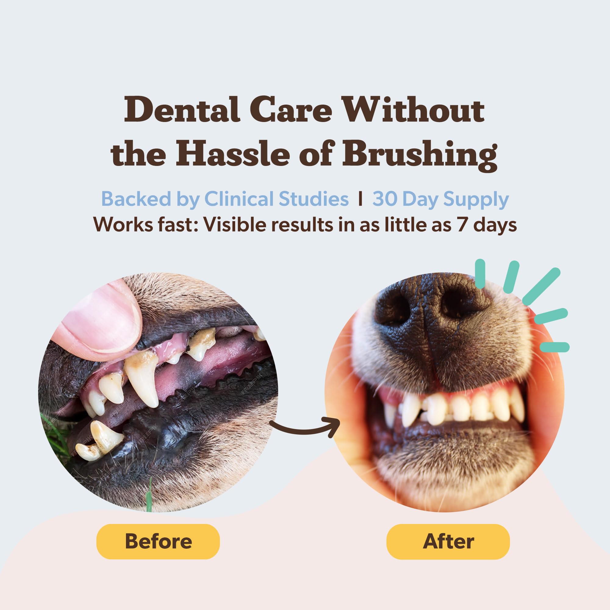 Natural Dog Company Dental Powder for Dogs – Freshens Breath & Helps Reduce Plaque & Tartar, Natural No-Brushing Canine Oral Health Postbiotic Supplement, Vet Formulated, Made in USA, 30-Day Supply Natural Dog Company uk supplements