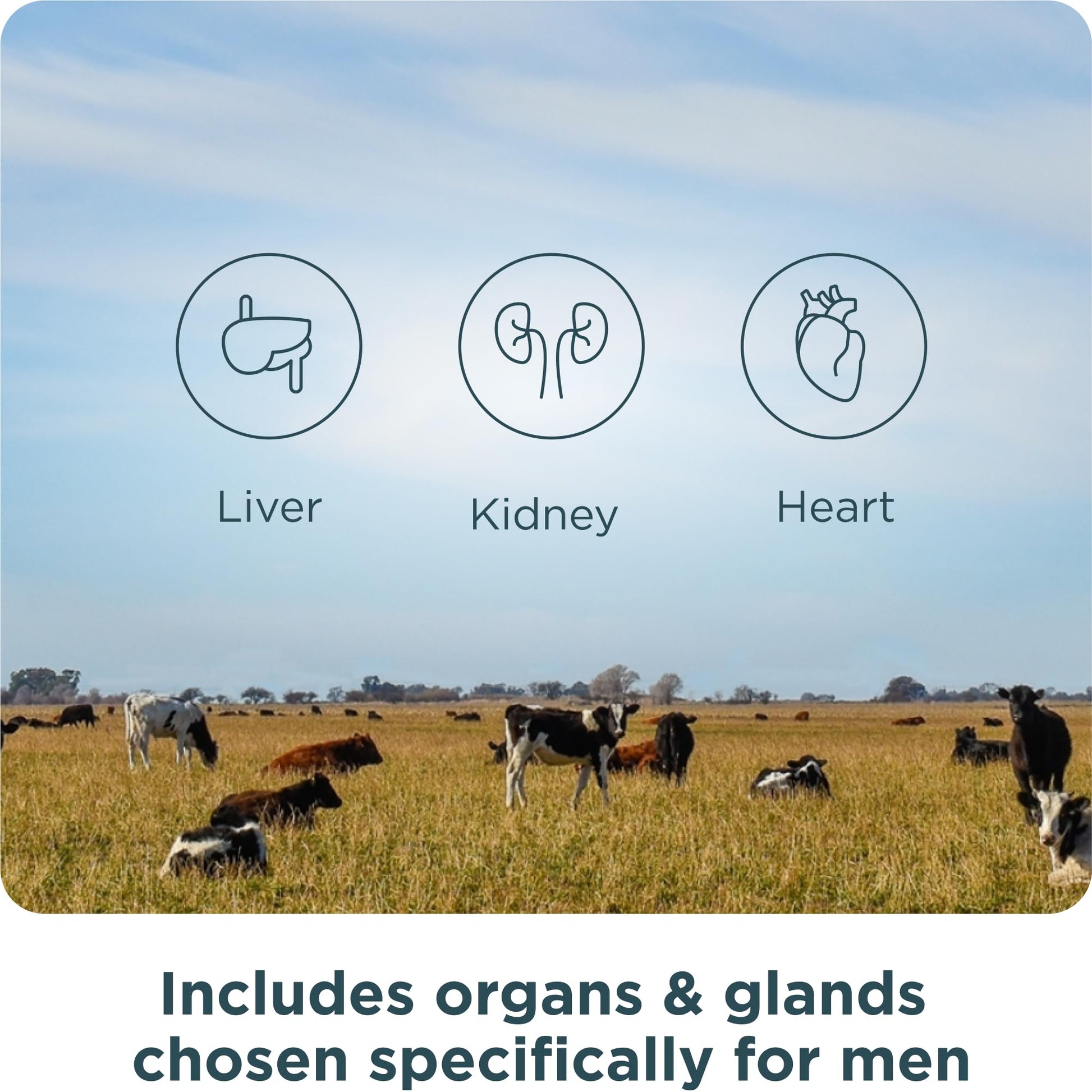 Ancient Nutrition Organ Supplements for Men, Grass-Fed and Wild Organ Complex Capsules, Liver, Prostate, Pancreas Supports Male Performance, Healthy Aging, 180 Ct Ancient Nutrition uk supplements