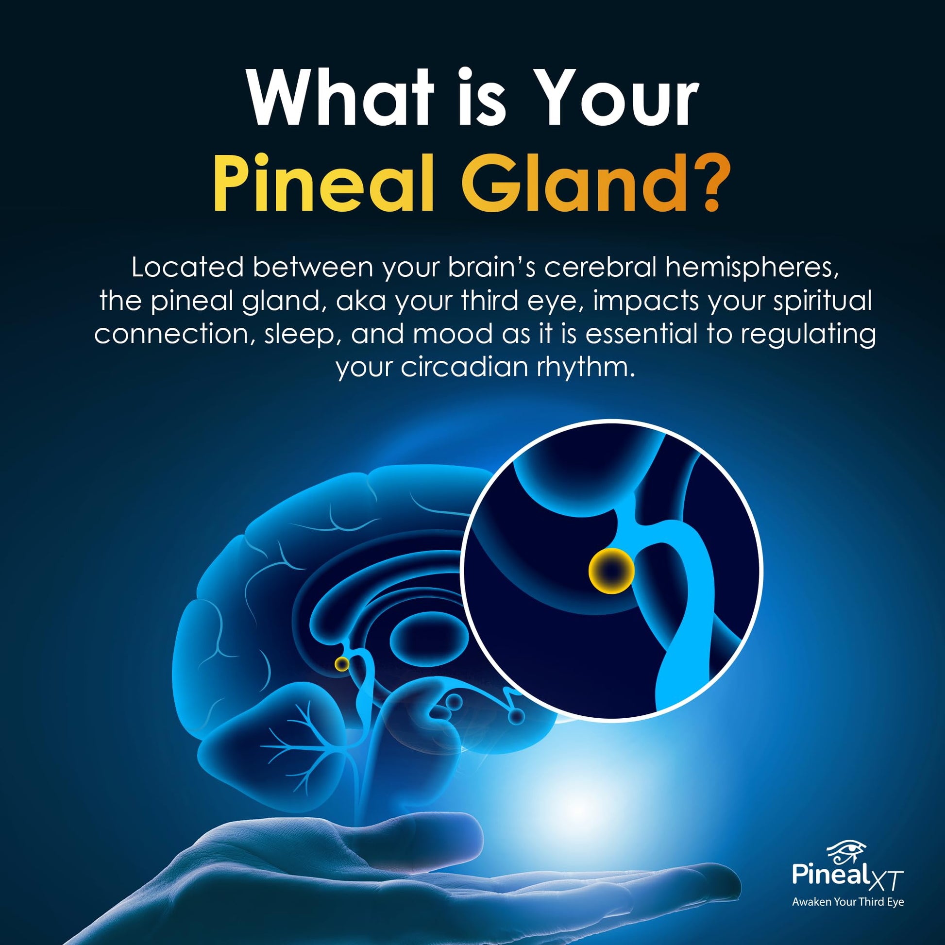 Nutraville Pineal XT Gold - Pineal Gland Supplement - Third Eye Awakening - Focus and Memory Supplement for Brain - 7 Powerful Ingredients Decalcify, Detox, and Activate Your Pineal Gland, 2 Pack Nutraville uk supplements